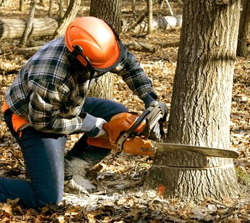 Tree Removal in Dolph, AR